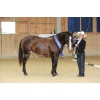 Appaloosa 3 Year Old Stallion Sarah Simon BOEMIL Twin Decalog